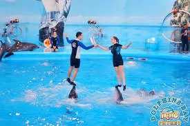 DOLPHINS BAY SHOW