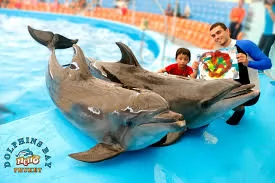 DOLPHINS BAY SHOW