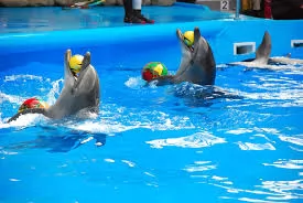 DOLPHINS BAY SHOW