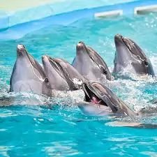 DOLPHINS BAY SHOW