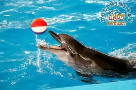 DOLPHINS BAY SHOW