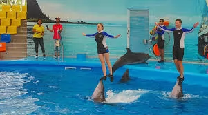 DOLPHINS BAY SHOW